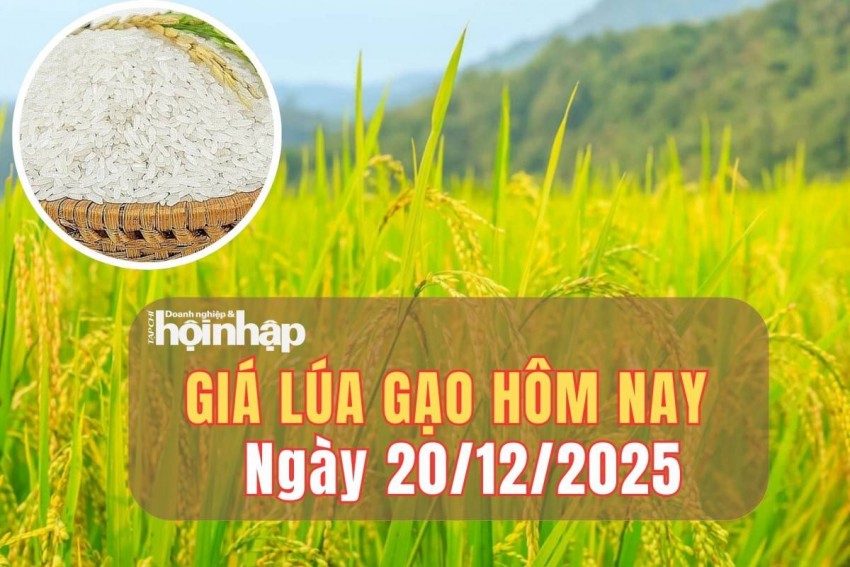 Giá lúa gạo hôm nay 20/12/2025: Giá lúa đi ngang, gạo tăng nhẹ theo xuất khẩu