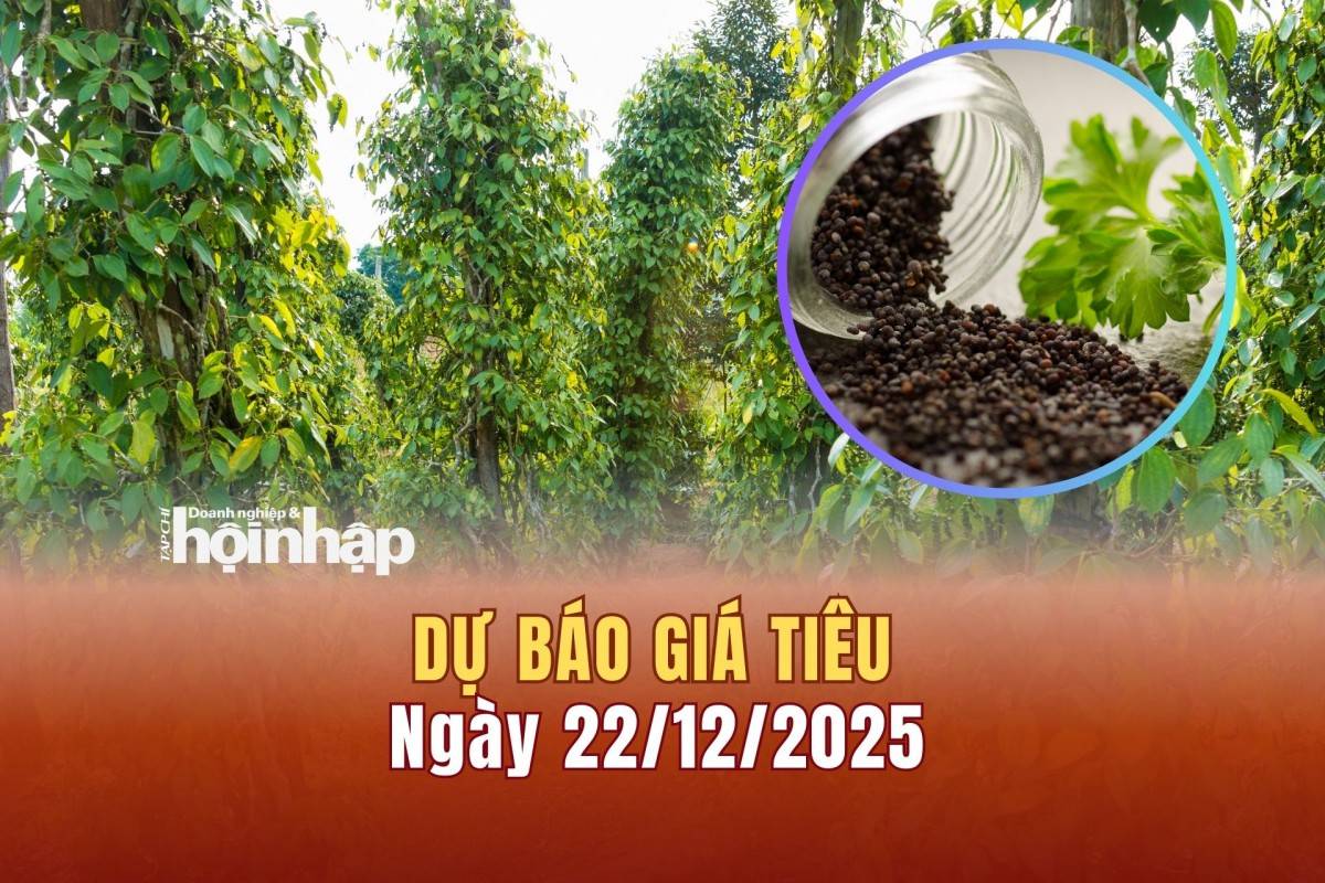 Dự báo giá tiêu 21/12: Giá tiêu trong nước và thế giới có xu hương tăng mạnh