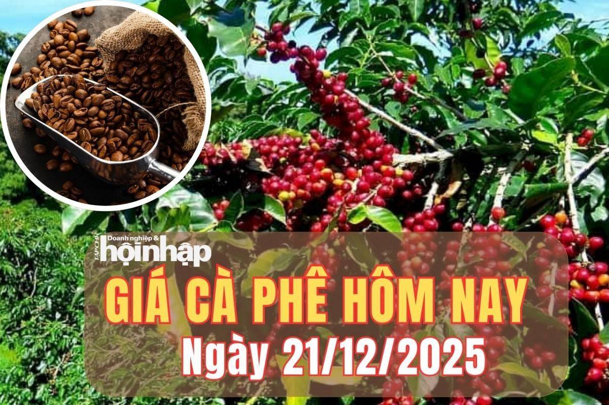 Giá cà phê hôm nay 21/12/2025: Giá cà phê Tây Nguyên bật tăng 1.000 đồng/kg