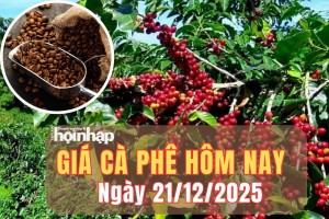 Giá cà phê hôm nay 21/12/2025: Giá cà phê Tây Nguyên bật tăng 1.000 đồng/kg