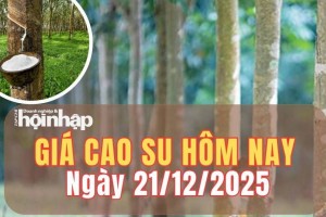 Giá cao su hôm nay 21/12/2025: Giá cao su trong nước đi ngang, thị trường thế giới khép tuần trái chiều