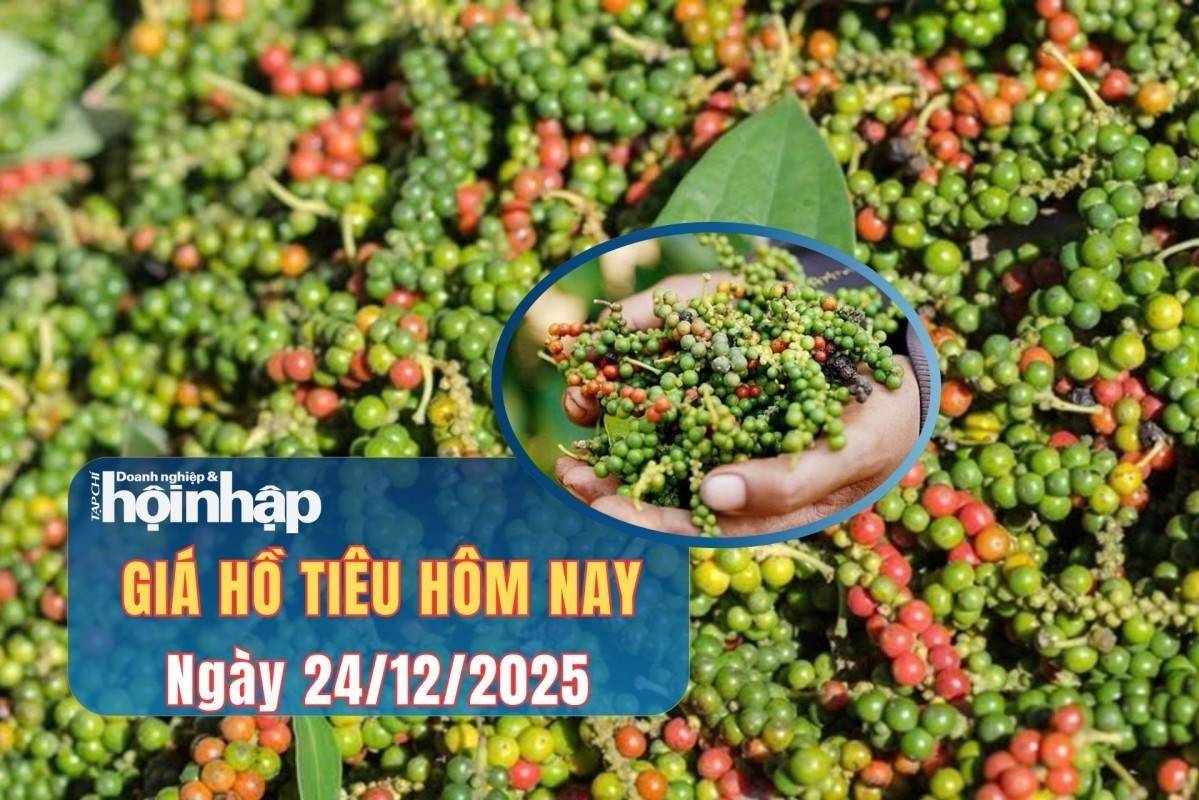 Giá tiêu hôm nay 24/12/2025: Giá tiêu trong nước và thế giới đi ngang