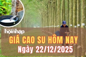 Giá cao su hôm nay 22/12/2025: Giá cao su thế giới biến động trái nhịp