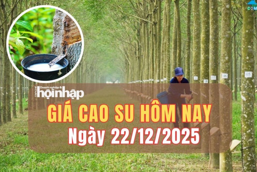 Giá cao su hôm nay 22/12/2025: Giá cao su thế giới biến động trái nhịp