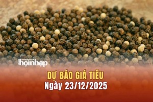Dự báo giá tiêu 23/12: Giá tiêu trong nước và thế giới đồng loạt tăng cao