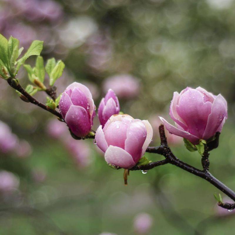 Hoa mộc lan nở sớm, mang không khí Tết về với người Hà Nội