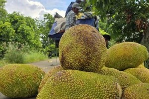 Trung Quốc “mở cửa” cho mít tươi Việt Nam: Chuẩn hóa vùng trồng tận dụng cơ hội xuất khẩu