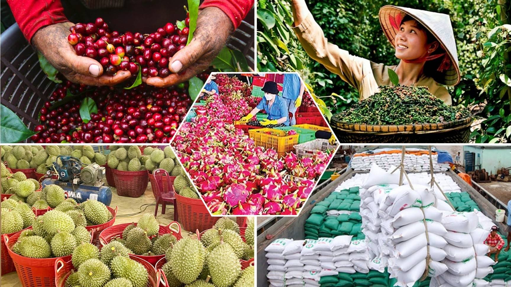 Nông sản Việt giảm gần 50% cảnh báo SPS từ EU