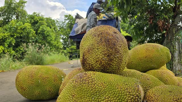 Trung Quốc “mở cửa” cho mít tươi Việt Nam: Chuẩn hóa vùng trồng tận dụng cơ hội xuất khẩu
