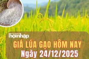 Giá lúa gạo hôm nay 24/12/2025: Giá gạo tại Đồng bằng sông Cửu Long tăng nhẹ, giá lúa đi ngang