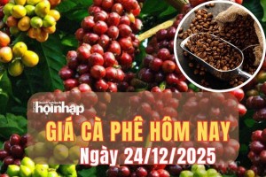 Giá cà phê hôm nay 24/12/2025: Giá cà phê trong nước tiếp tục tăng, thị trường thế giới trái chiều