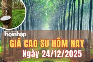 Giá cao su hôm nay 24/12/2025: Giá cao su trên sàn OSE tăng nhẹ