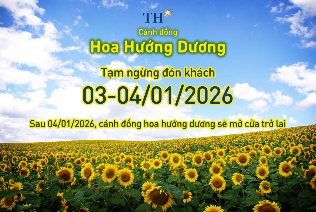 Cánh đồng hoa hướng dương TH tạm đóng cửa ngày 3-4/1/2026