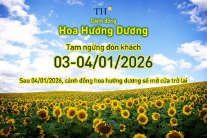 Cánh đồng hoa hướng dương TH tạm đóng cửa ngày 3-4/1/2026