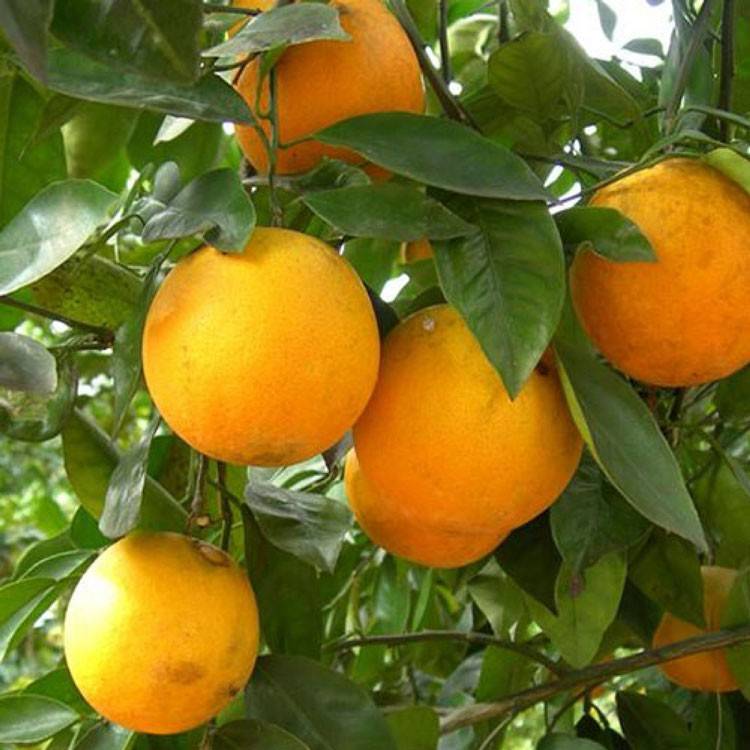 Về Cao Phong mùa cam chín: Chạm vào sắc vàng trên những triền đồi xứ Mường