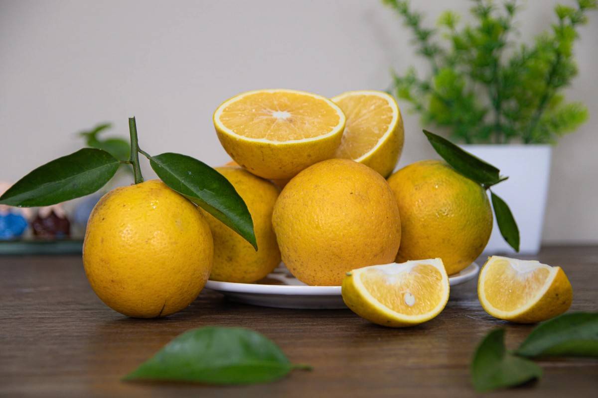 Về Cao Phong mùa cam chín: Chạm vào sắc vàng trên những triền đồi xứ Mường