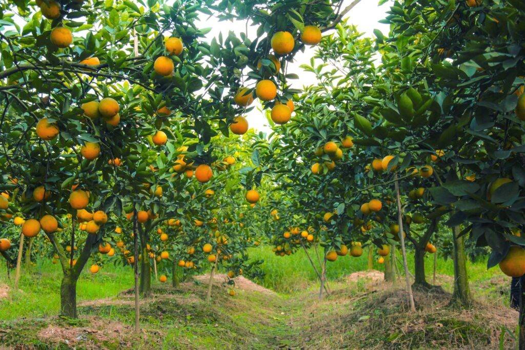 Về Cao Phong mùa cam chín: Chạm vào sắc vàng trên những triền đồi xứ Mường