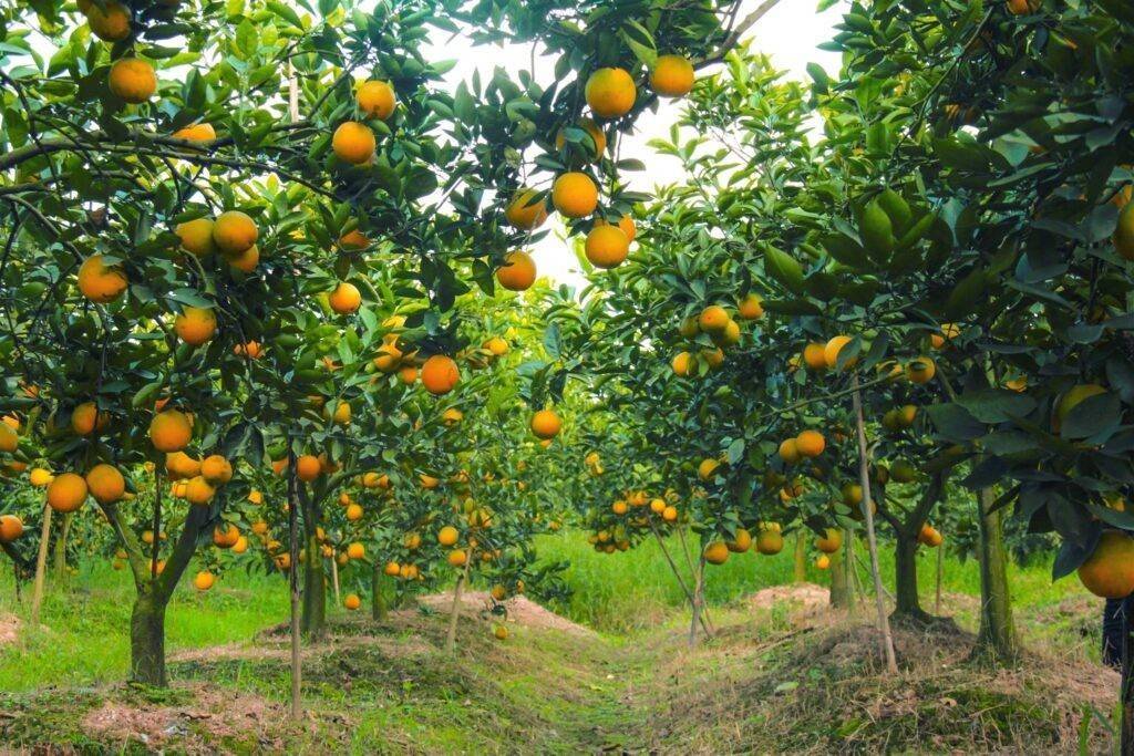 Về Cao Phong mùa cam chín: Chạm vào sắc vàng trên những triền đồi xứ Mường