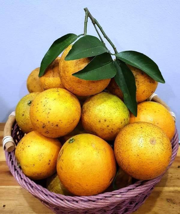 Về Cao Phong mùa cam chín: Chạm vào sắc vàng trên những triền đồi xứ Mường