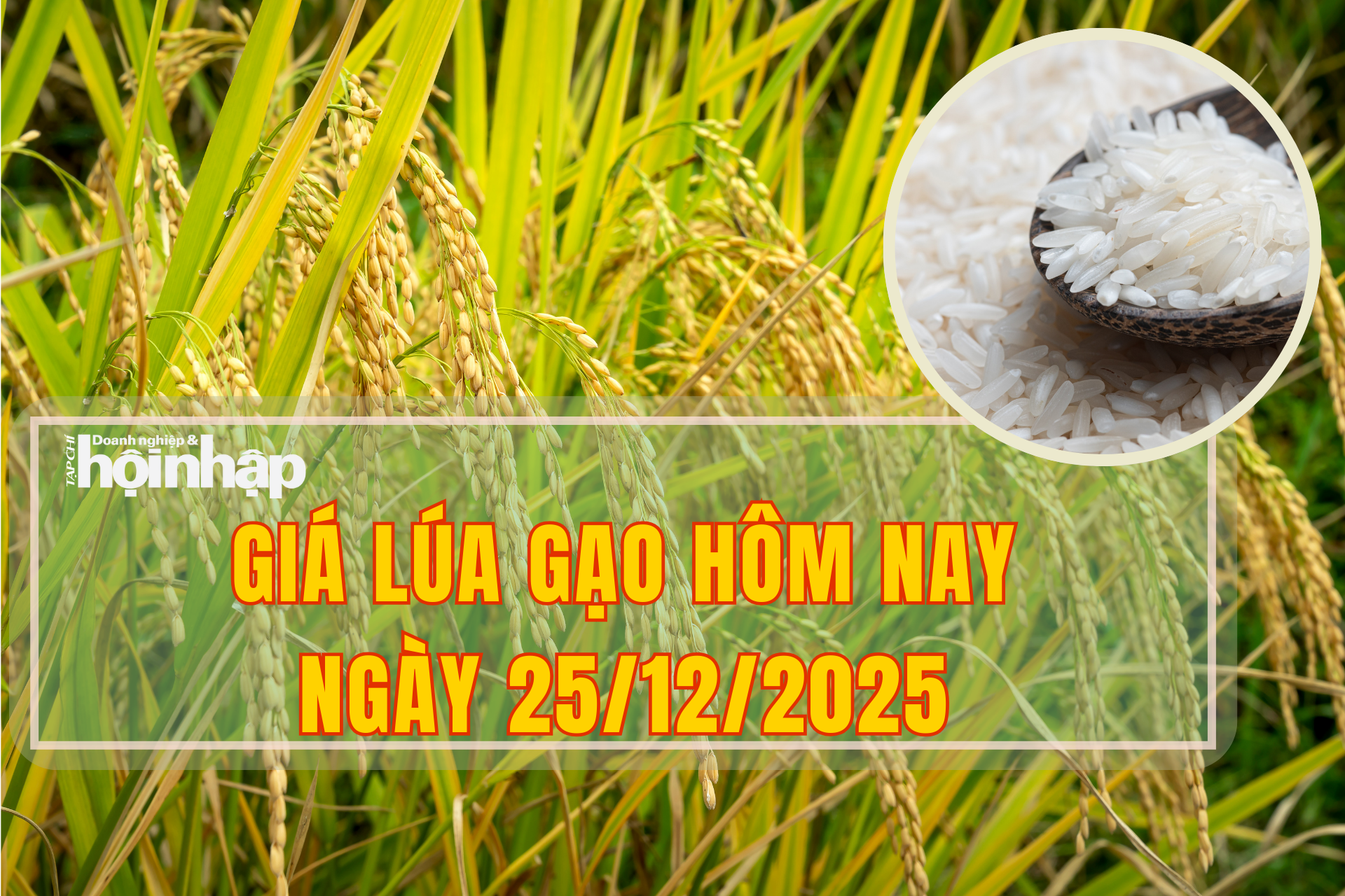 Giá lúa gạo hôm nay 25/12/2025: Giá gạo nhích tăng, giá lúa ổn định