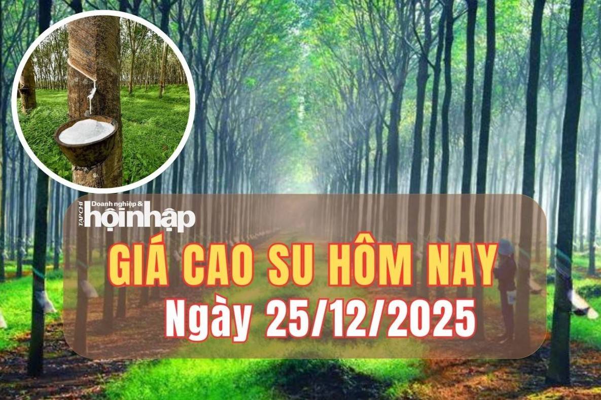 Giá cao su hôm nay 25/12/2025: Giá cao su trong nước neo cao, thế giới tăng - giảm trái chiều