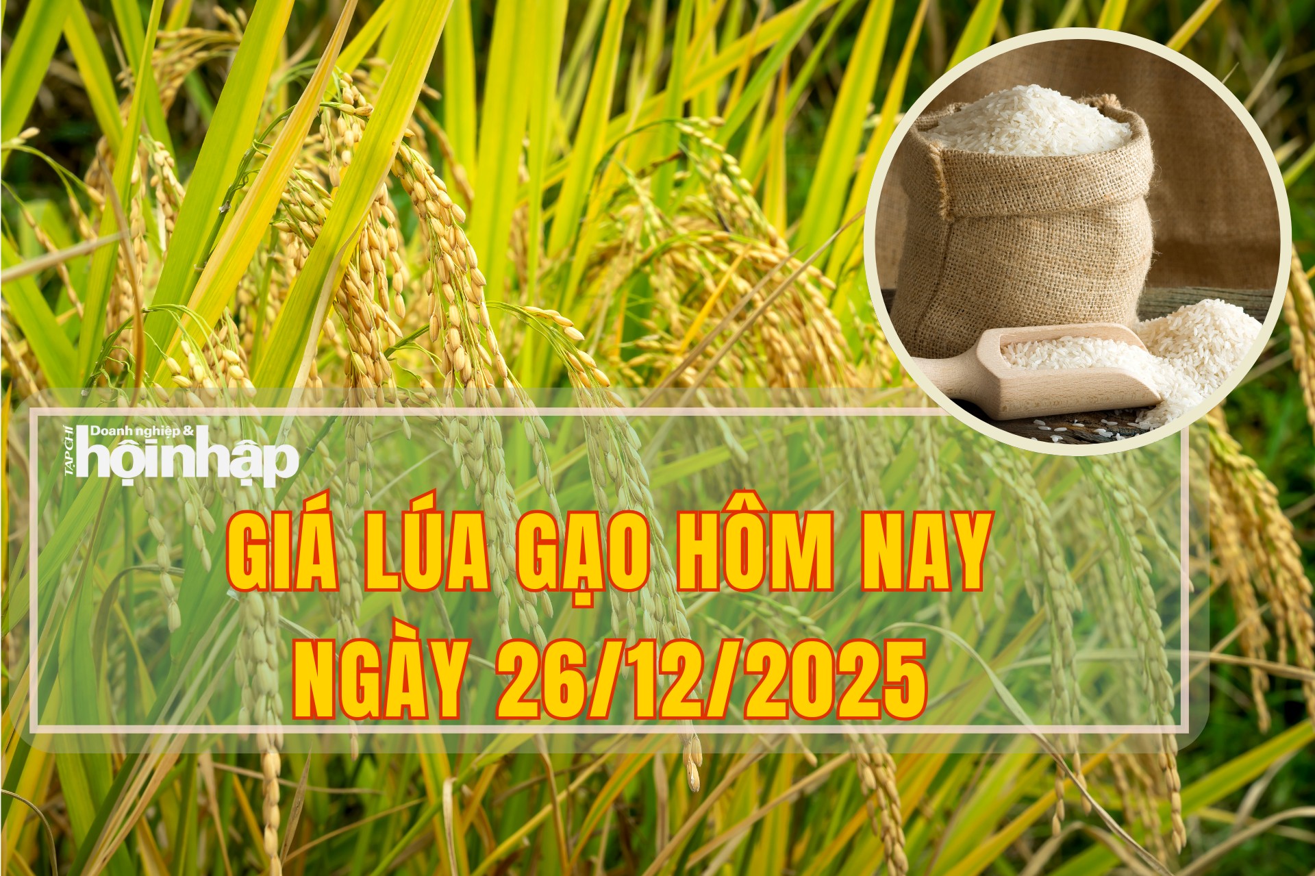 Giá lúa gạo hôm nay 26/12/2025: Thị trường lúa tăng giá từ 100 – 200 đồng/kg