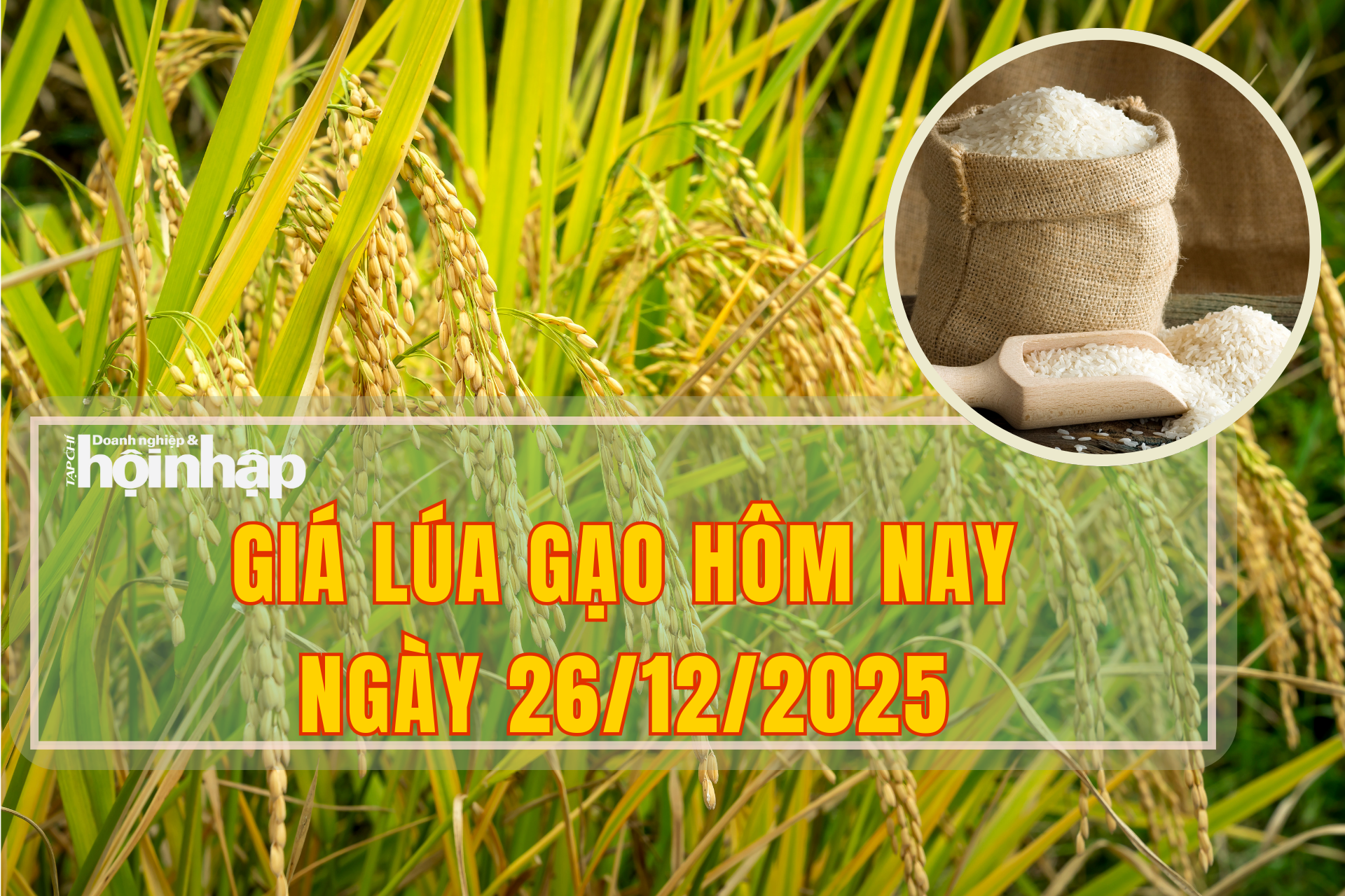 Giá lúa gạo hôm nay 26/12/2025: Thị trường lúa tăng giá từ 100 – 200 đồng/kg