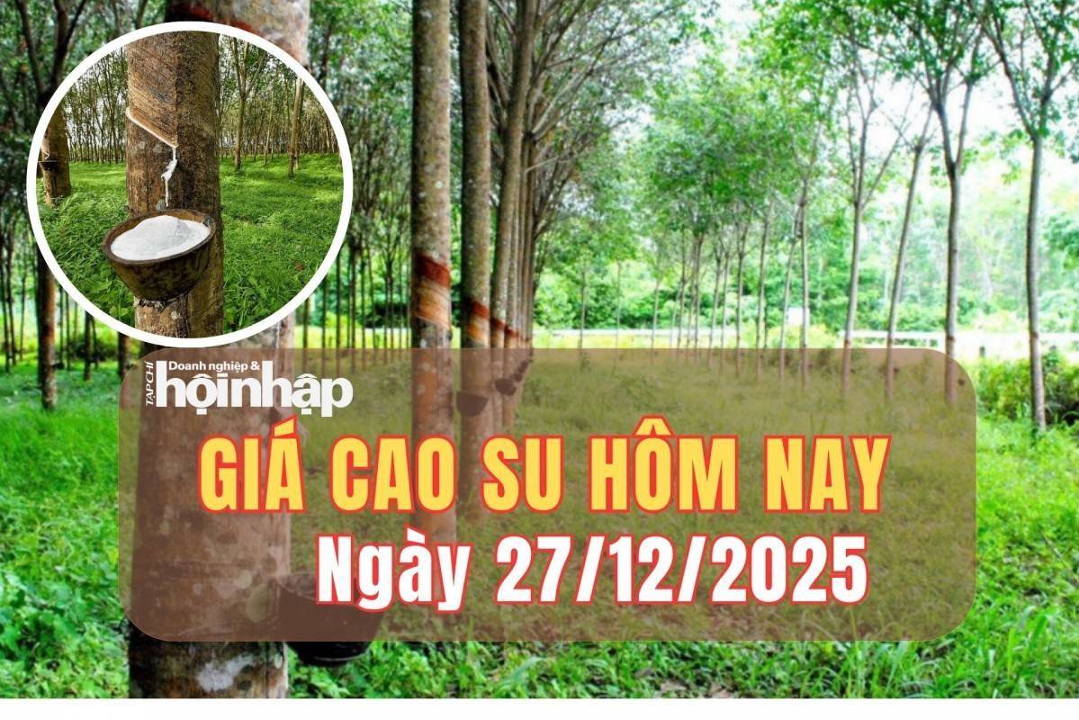 Giá cao su hôm nay 27/12/2025: Giá cao su trong nước đi ngang, thế giới tăng - giảm trái chiều