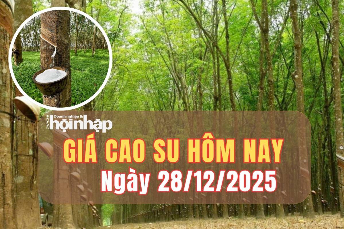 Giá cao su hôm nay 27/12/2025: Giá cao su trong nước đi ngang, thế giới tăng - giảm trái chiều