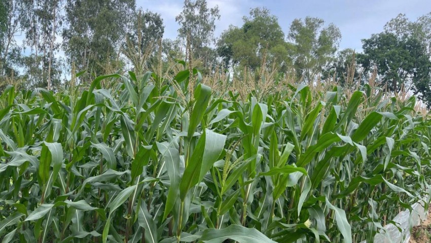 Khởi nghiệp xanh từ men vi sinh bản địa: Biến rác thải thành cơ hội kinh tế