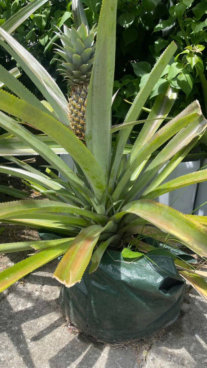 Khởi nghiệp xanh từ men vi sinh bản địa: Biến rác thải thành cơ hội kinh tế