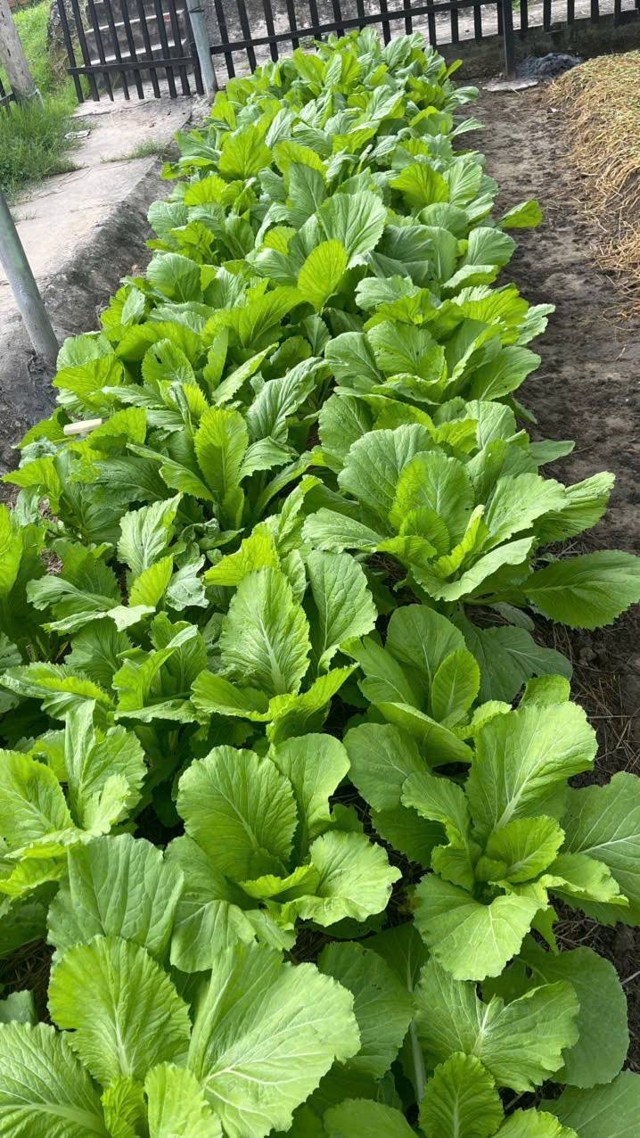 Khởi nghiệp xanh từ men vi sinh bản địa: Biến rác thải thành cơ hội kinh tế