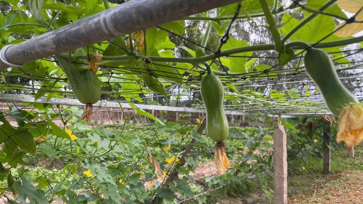 Khởi nghiệp xanh từ men vi sinh bản địa: Biến rác thải thành cơ hội kinh tế