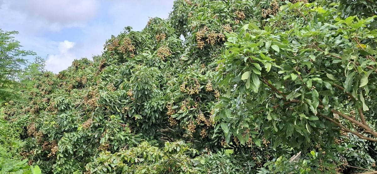 Khởi nghiệp xanh từ men vi sinh bản địa: Biến rác thải thành cơ hội kinh tế