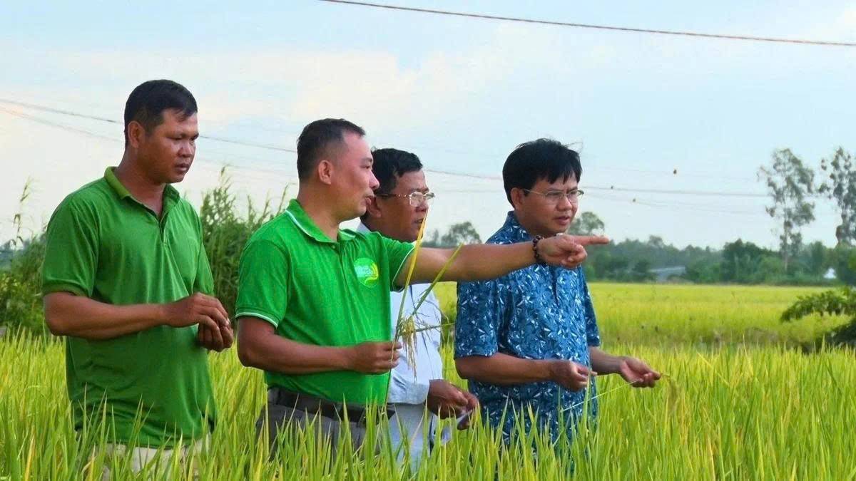 Toàn Cầu Group đặt mục tiêu mở rộng vùng nguyên liệu lúa chất lượng cao, phát thải thấp lên 100.000 ha