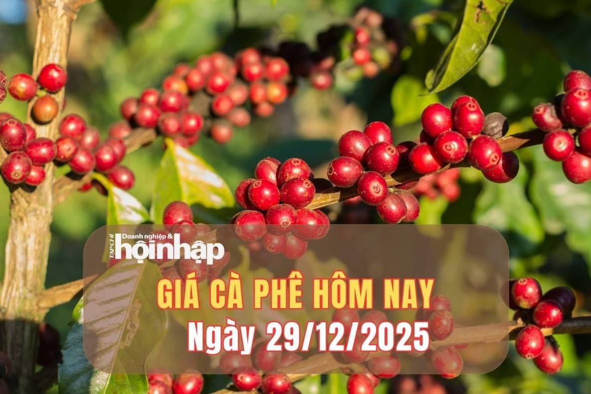 Giá cà phê hôm nay 29/12/2025: Giá cà phê đồng loạt tăng cao
