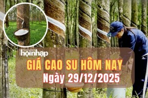 Giá cao su hôm nay 29/12/2025: Giá cao su thế giới tăng - giảm trái chiều, trong nước đi ngang