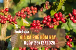 Giá cà phê hôm nay 29/12/2025: Giá cà phê đồng loạt tăng cao