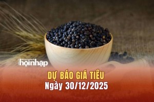 Dự báo giá tiêu 30/12: Giá tiêu trong nước có xu hướng tăng mạnh