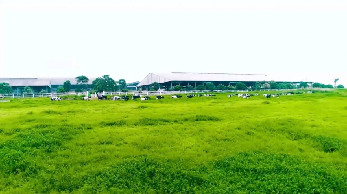 Hiện Dự án sữa TH trong nước với “thủ phủ” là Nghệ An sở hữu đàn bò quy mô gần 70.000 con, Cụm trang trại tập trung công nghệ cao khép kín đạt kỷ lục lớn nhất thế giới (Liên minh Kỷ lục xác nhận năm 2020)