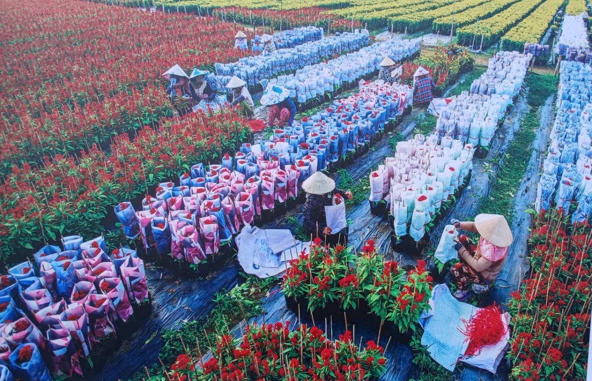 Biển người đổ về Lễ hội hoa Sa Đéc lần thứ II