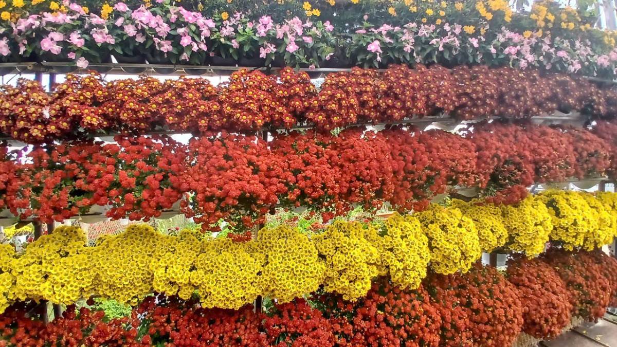 Biển người đổ về Lễ hội hoa Sa Đéc lần thứ II