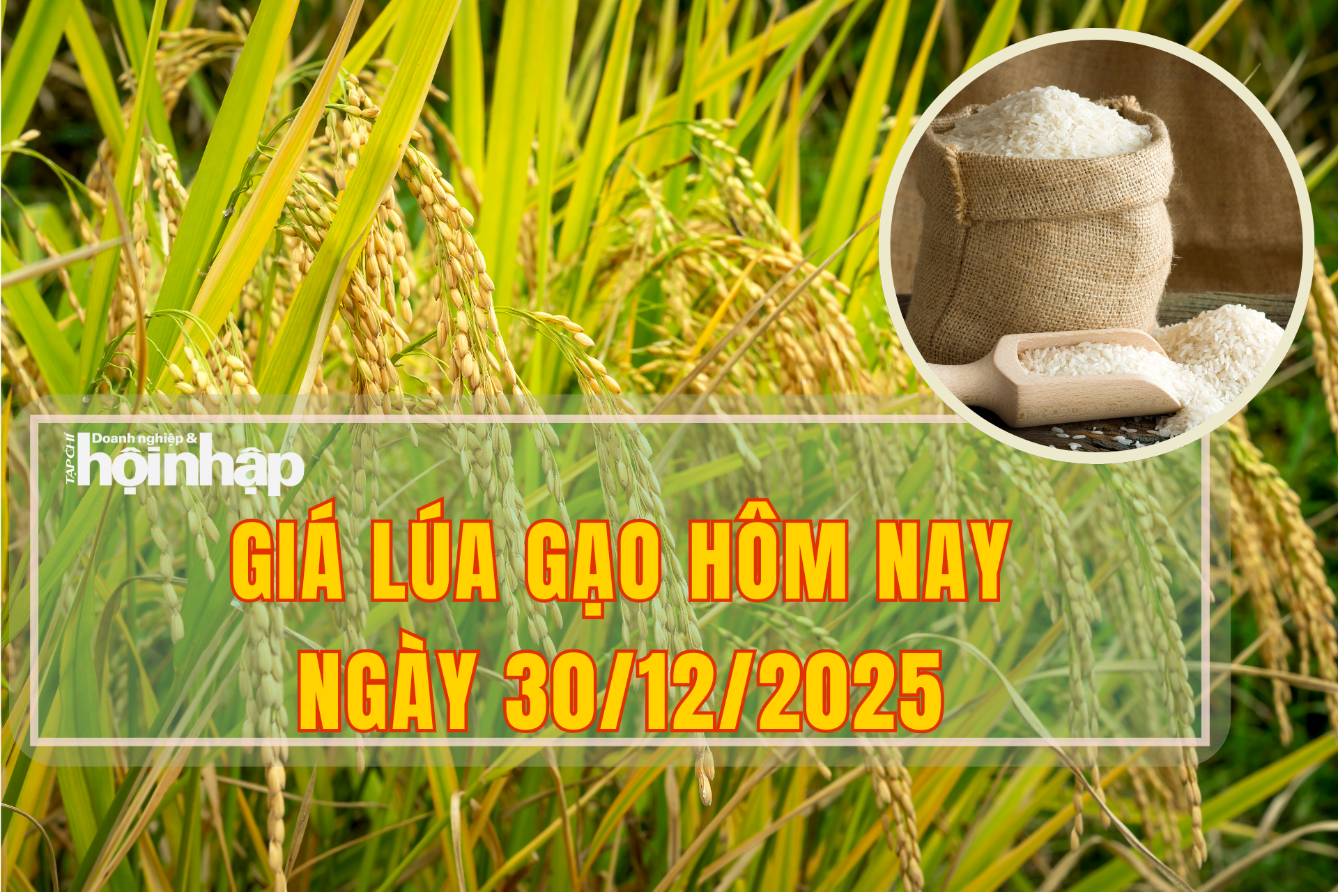 Giá lúa gạo hôm nay 30/12/2025: Gạo Việt xuất khẩu giảm giá