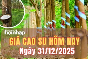 Giá cao su hôm nay 31/12/2025: Giá cao su thế giới biến động lệch chiều, trong nước ổn định