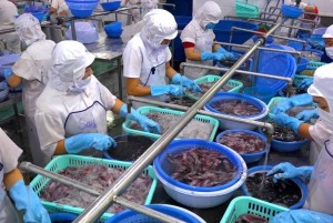 Từ 1/1/2026, chủ tàu cá bắt buộc khai báo truy xuất nguồn gốc trên hệ thống eCDT