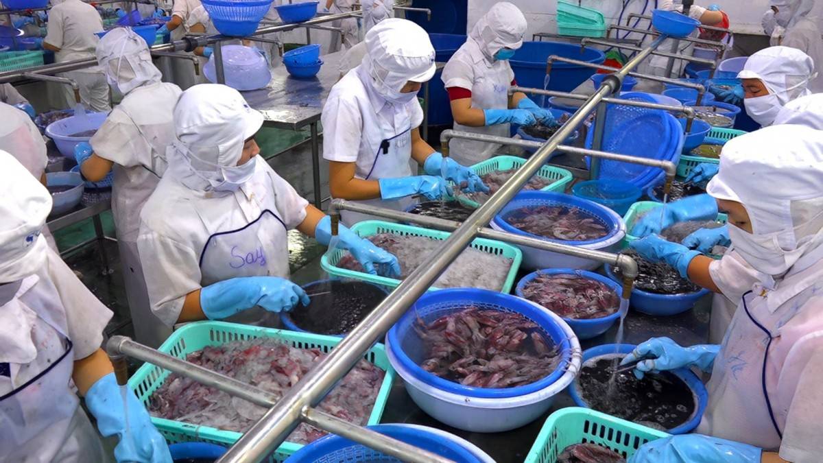 Từ 1/1/2026, chủ tàu cá bắt buộc khai báo truy xuất nguồn gốc trên hệ thống eCDT