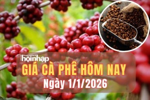 Giá cà phê hôm nay 1/1/2026: Giá cà phê Tây Nguyên vượt mốc 97.800 đồng/kg, robusta thế giới bứt phá