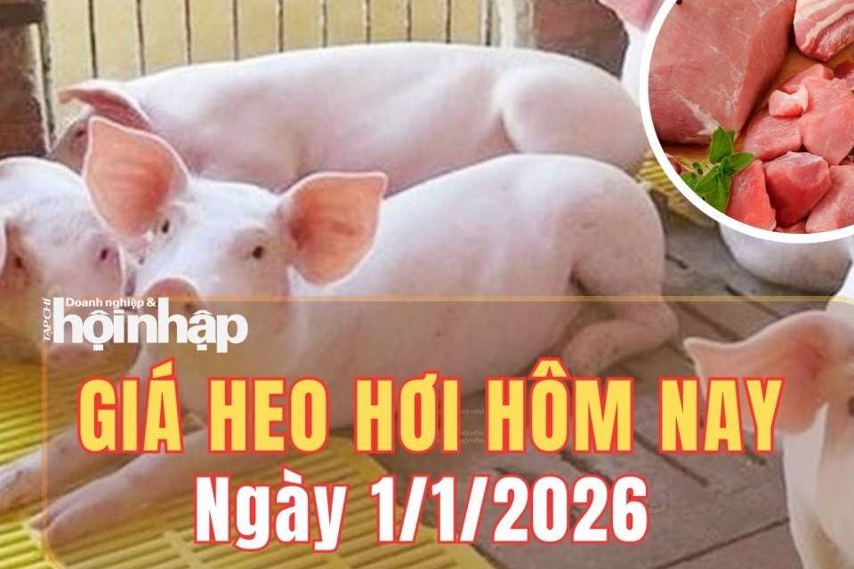 Giá heo hơi hôm nay 1/1/2026: Giá heo hơi tại miền Bắc, miền Trung giảm nhẹ, miền Nam giữ ổn định
