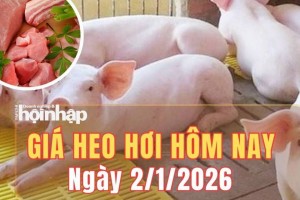 Giá heo hơi hôm nay 2/1/2026: Giá heo hơi đi ngang trên cả nước