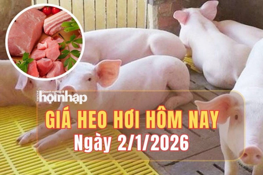 Giá heo hơi hôm nay 2/1/2026: Giá heo hơi đi ngang trên cả nước